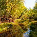 Sonoita Creek