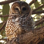 Mexican Spotted Owl © Glen E Goodwin