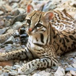 Ocelot, Leopardus pardalis. photo US FWS