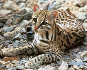 Ocelot, Leopardus pardalis. photo US FWS