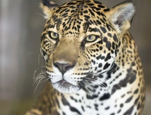jaguar photo by Nathan Rupert