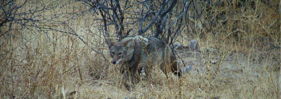 Coyote in the San Rafael Valley, Patagonia, AZ © Glen E Goodwin