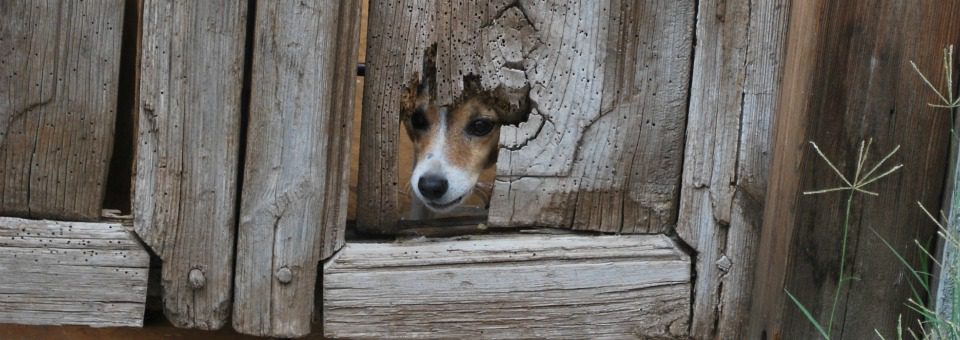 Patagonia News with Watchdog Pete © Kathi A Noaker