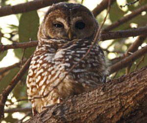 Mexican Spotted Owl © Glen E Goodwin