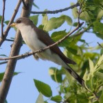 Western Yellow-Billed Cuckoo Receives Federal Protection under the Endangered Species Act