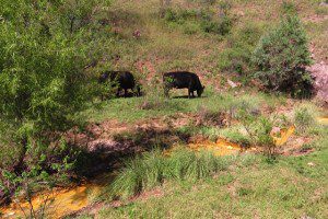 Forest Service Authorizes Urgent Clean Up of Abandoned Lead Queen Mine In Patagonia Mountains, Arizona