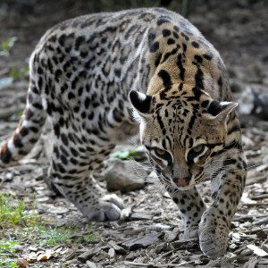 Pictured: Ocelot by Steve Harris