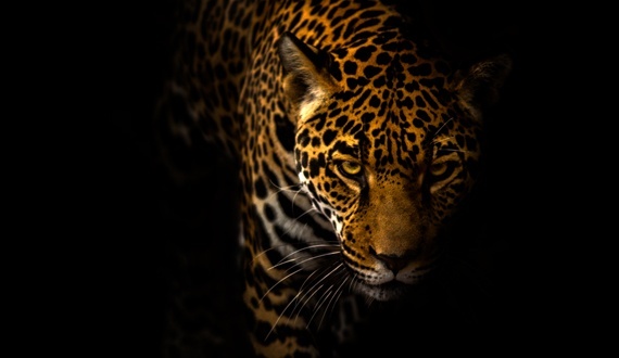 Jaguar_c_JonathanTroung