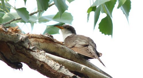 Western yellow billed cuckoo