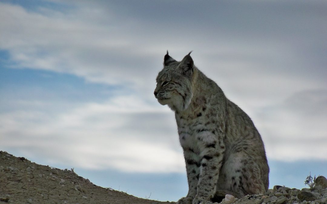 Pixabay Bobcat in High Desert