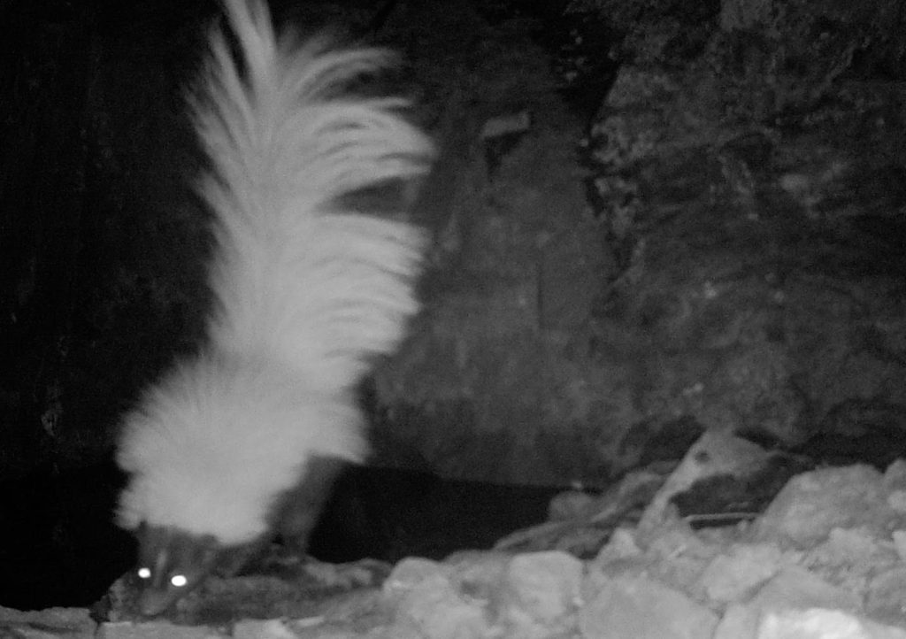 A hooded skunk viewed from the front.