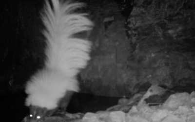 Creature Feature: Hooded Skunk (Mephitis Macroura)