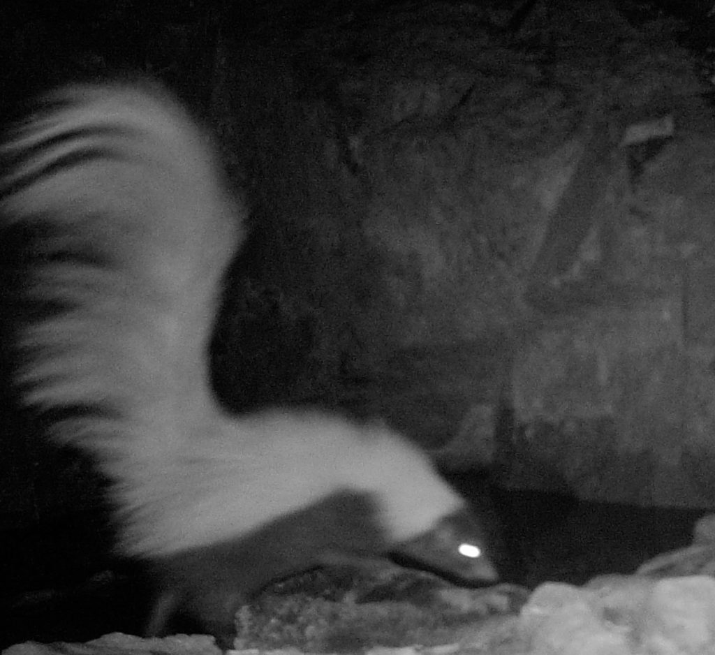 A hooded skunk from the side view.