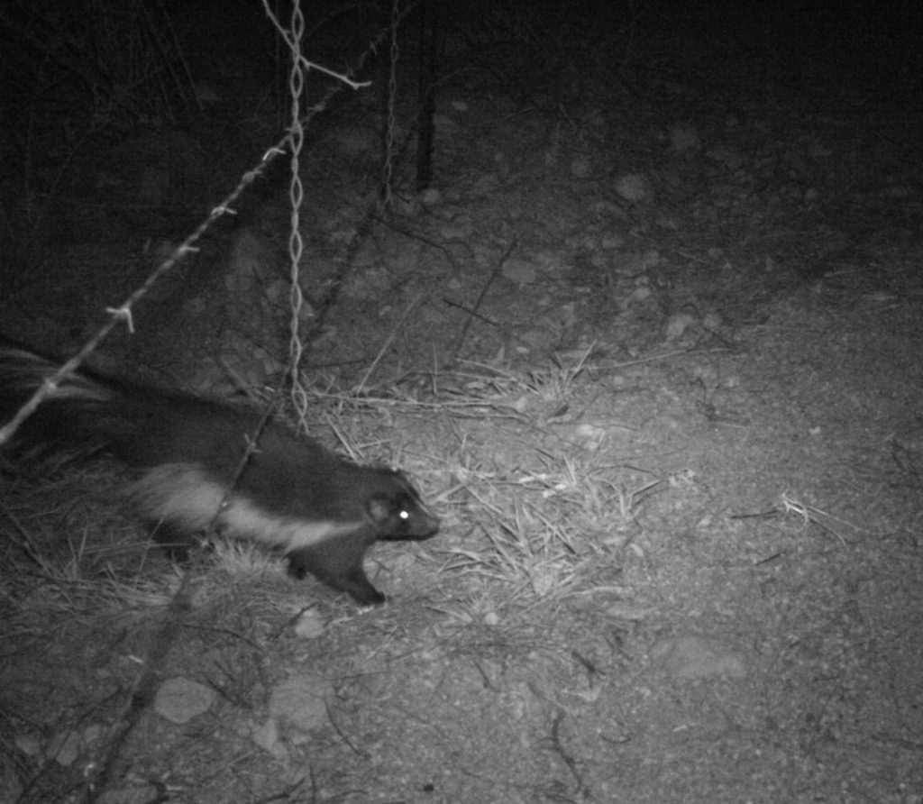 A hooded skunk coming under the U.S.-Mexico Border Wall.
