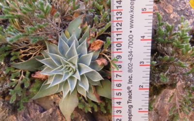 Flora Feature: Patagonia Mountain Leatherpetal (Graptopetalum Bartramii Rose)