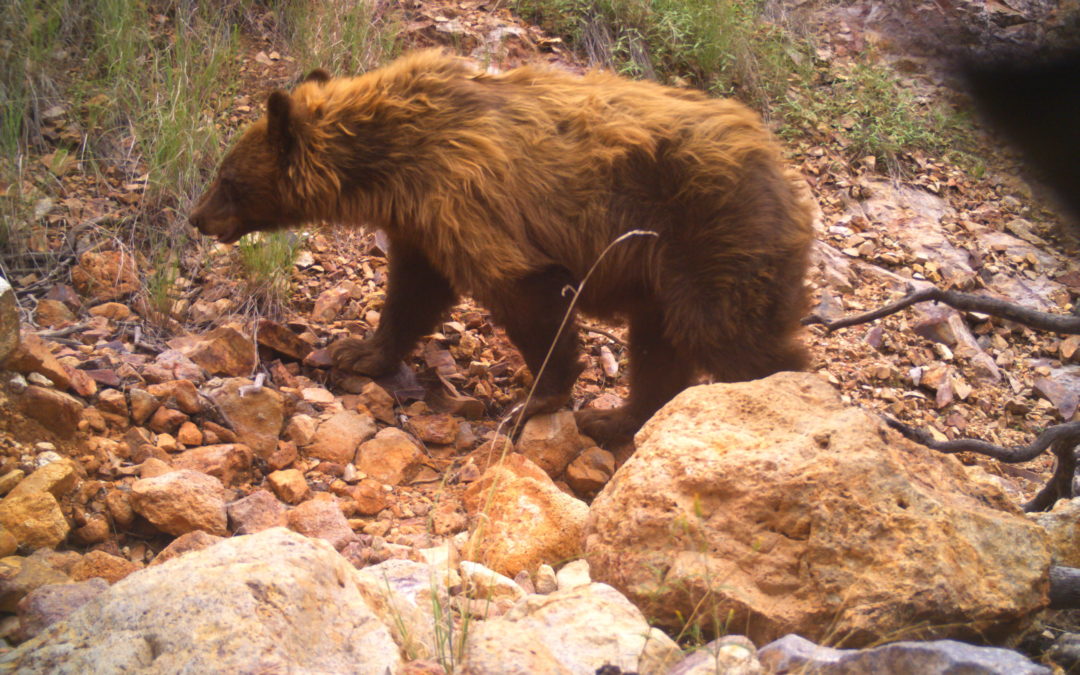 Black bear in the Patagonia Mountains, 2020.