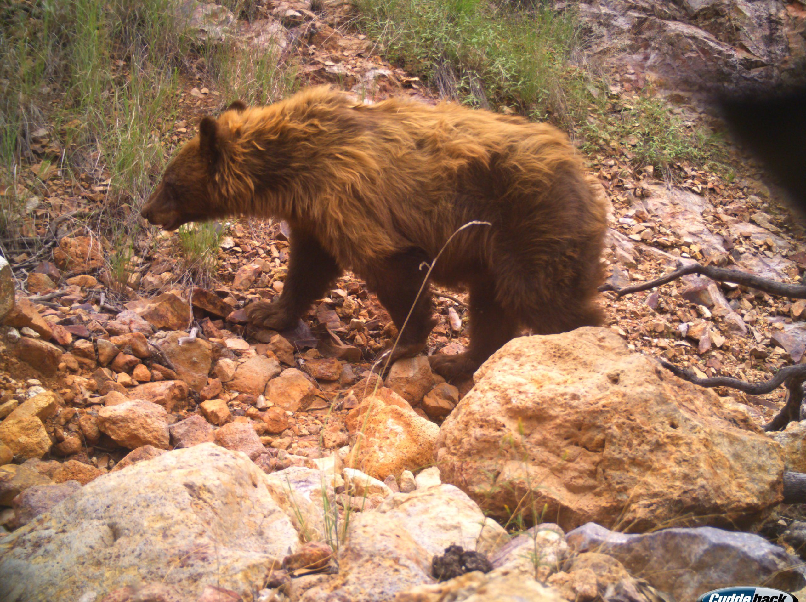 48 Species Patagonia Mountains during Remote Camera Study • Patagonia Area Resource