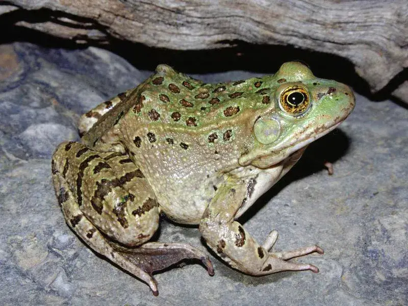 Chiricahua Leopard Frog