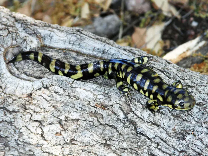 Sonoran Tiger Salamander