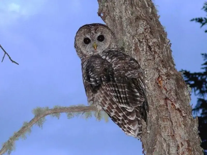 Mexican Spotted Owl