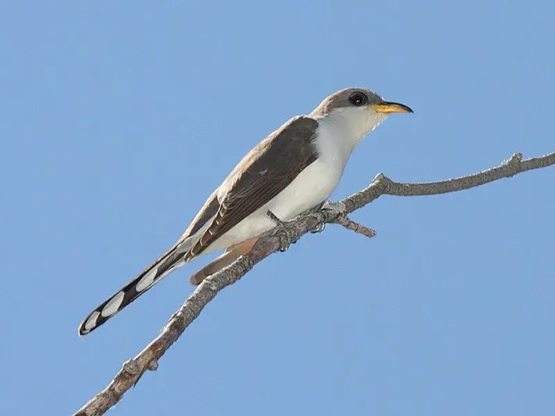 Yellow-billed Cuckoo