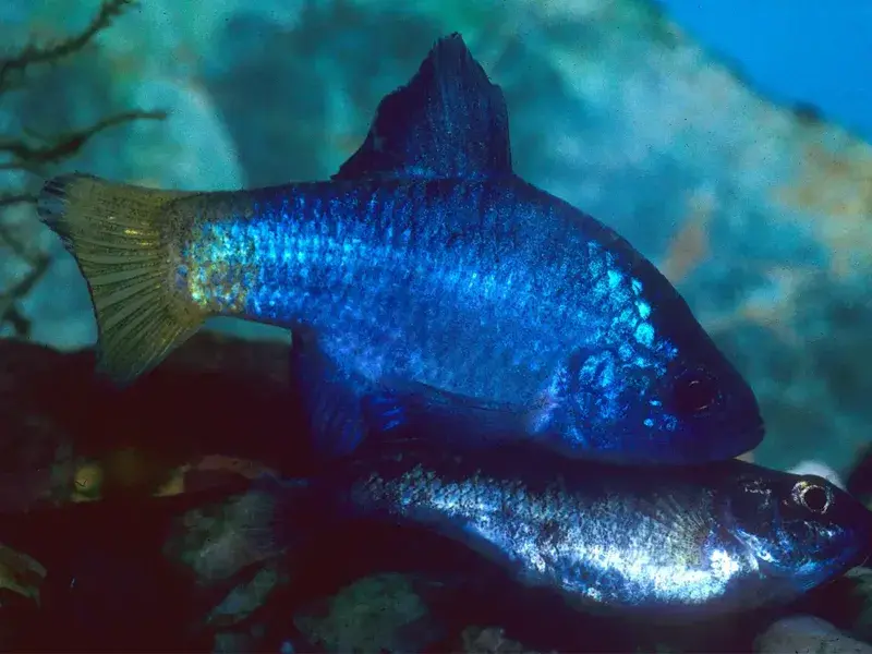 Desert Pupfish