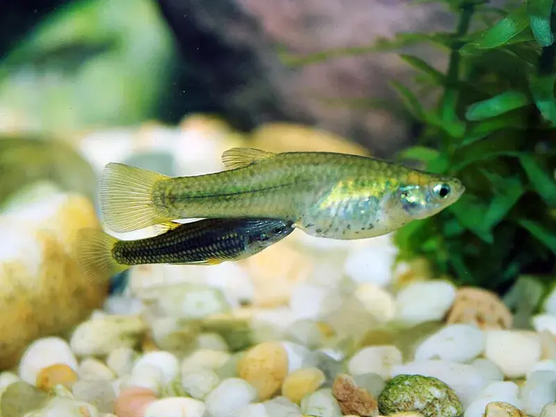 Gila Topminnow