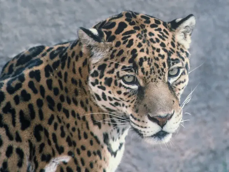 Jaguar