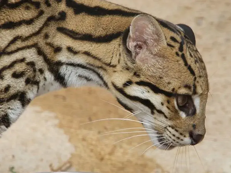 Ocelot