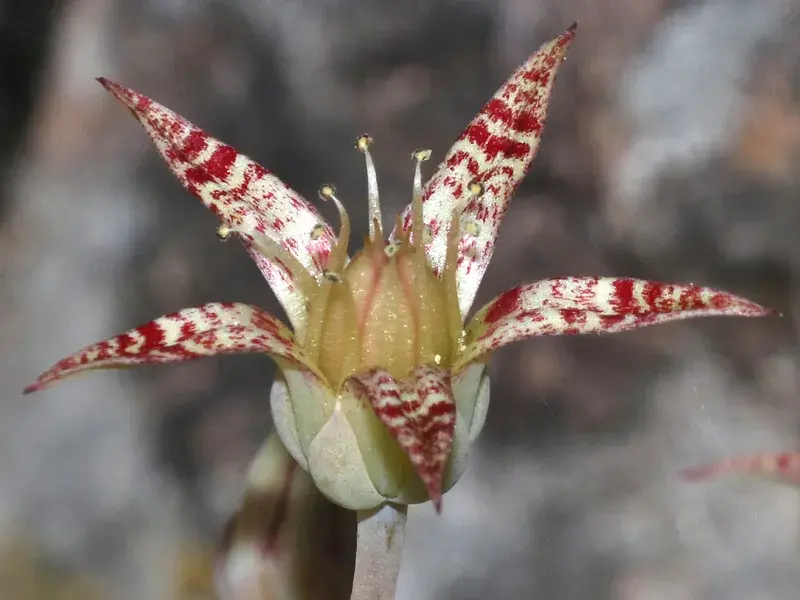 Bartram Stonecrop
