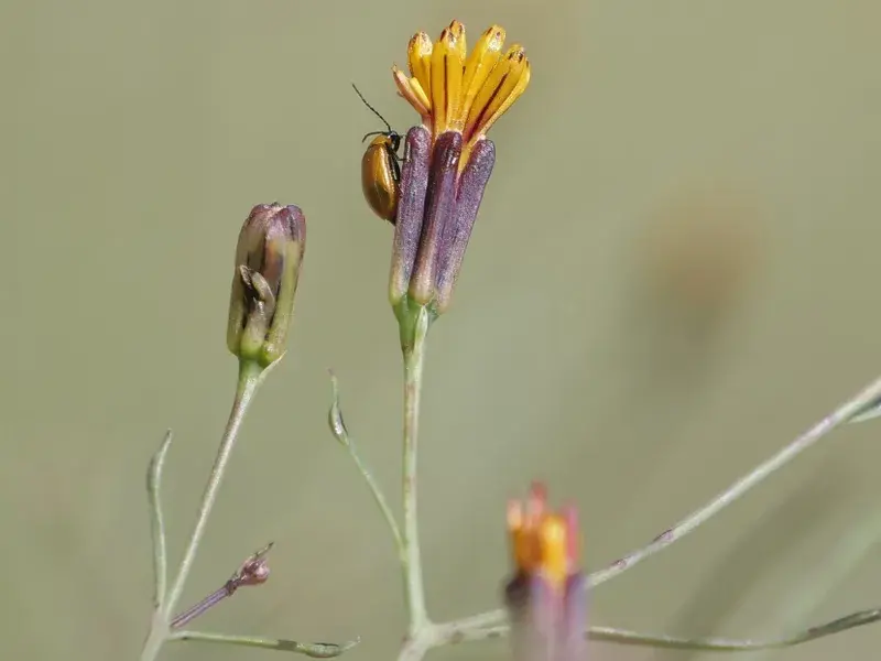 Beardless Chinchweed
