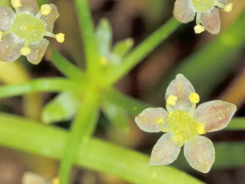 Huachuca Water-umbel