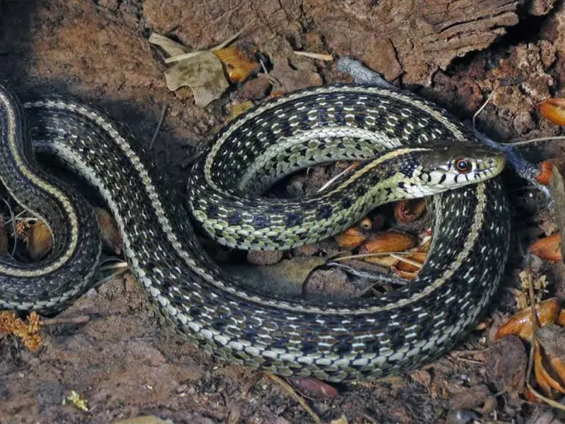 Northern Mexican Gartersnake