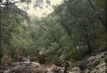 Sunnyside Drilling Proposal Gets Go Ahead From Forest Service