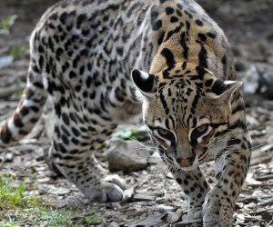 Conservation Wins in Court over Exploratory Drilling in Arizona’s Mountain Empire